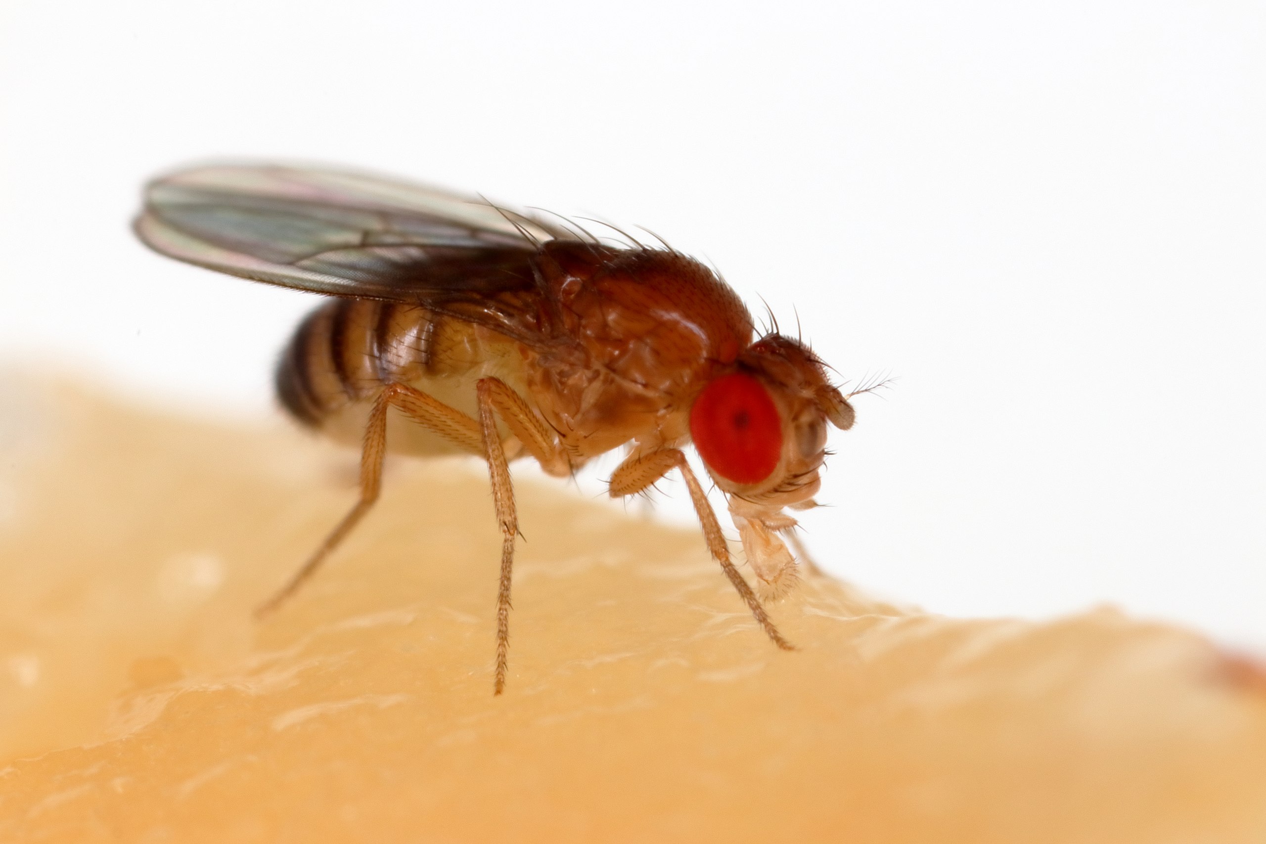 PEMISAHAN BIOKIMIAWI PIGMEN MATA Drosophila melanogaster DENGAN THIN LAYER CHROMATOGRAPHY (TLC)”